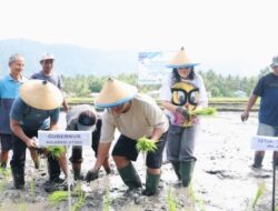 Dari Lahan Pertanian Sawah Bolmong, Gubernur YSK Pastikan Ketersediaan Pangan di Sulut Aman