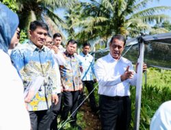 Program Sektor Pertanian Gubernur Yulius Tuai Dukungan Kementan RI, Siap Kucurkan Bantuan Bibit Jagung 15 Ribu Hektare