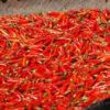 Kabar Baik! Pemprov Sulut dan BI Pasok 2,4 Ton Cabai Rawit Asal Probolinggo, Harga Rp 57.000/kg di Pasar Tradisional