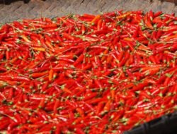 Kabar Baik! Pemprov Sulut dan BI Pasok 2,4 Ton Cabai Rawit Asal Probolinggo, Harga Rp 57.000/kg di Pasar Tradisional